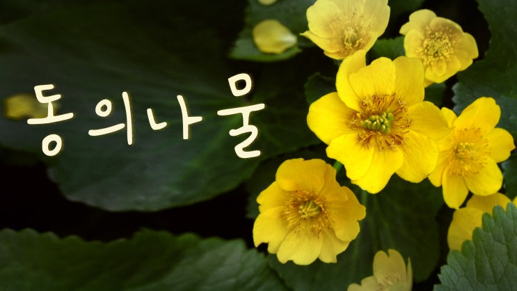  동의나물 - 독성식물