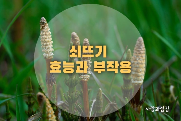 쇠뜨기 효능 7가지 쇠뜨기풀 부작용 주의 쇠뜨기 효능 7가지 쇠뜨기풀 부작용 주의