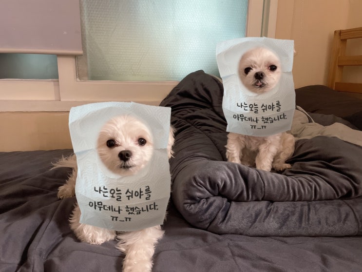  강아지 유산균 안전하게 급여하세요.