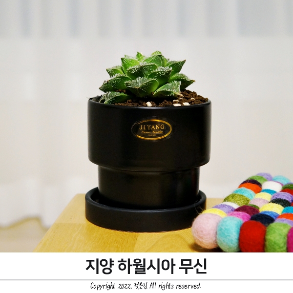 지양하월시아 무신 반려동물에게도 안전한 반려식물 지양하월시아 무신 반려동물에게도 안전한 반려식물