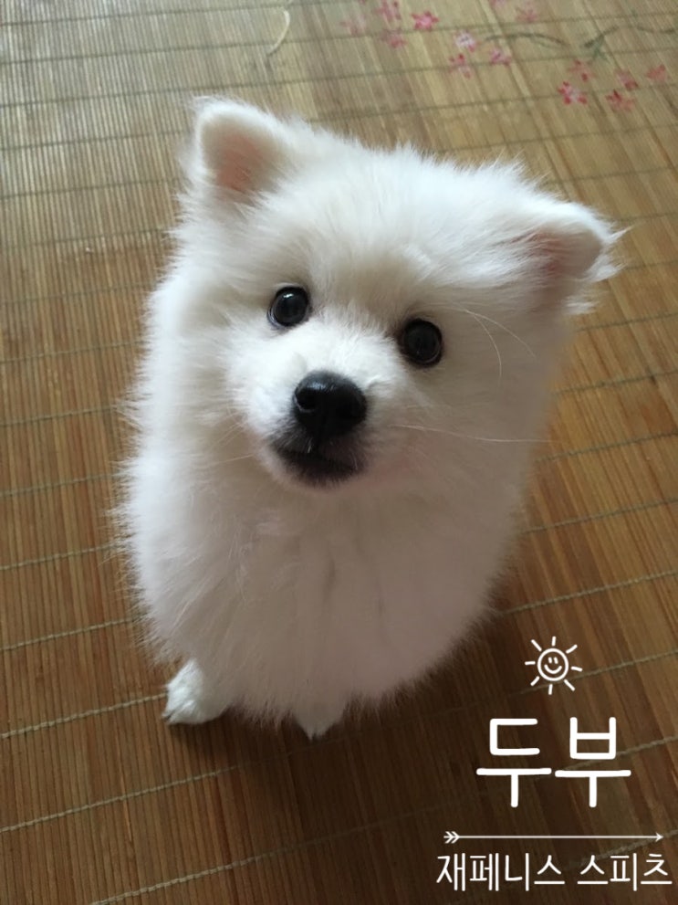  [스피츠 두부] 유일한 멍멍이  입니다!