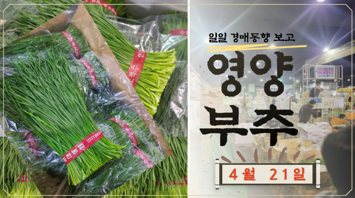 [경매사 일일보고] 가락시장 4월 21일자 "영양부추" 경매동향을 살펴보겠습니다!