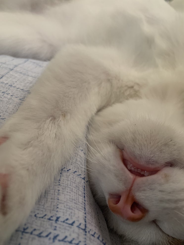  [고양이 관찰일지] 김애옹 이빨 포착 2020/10/03