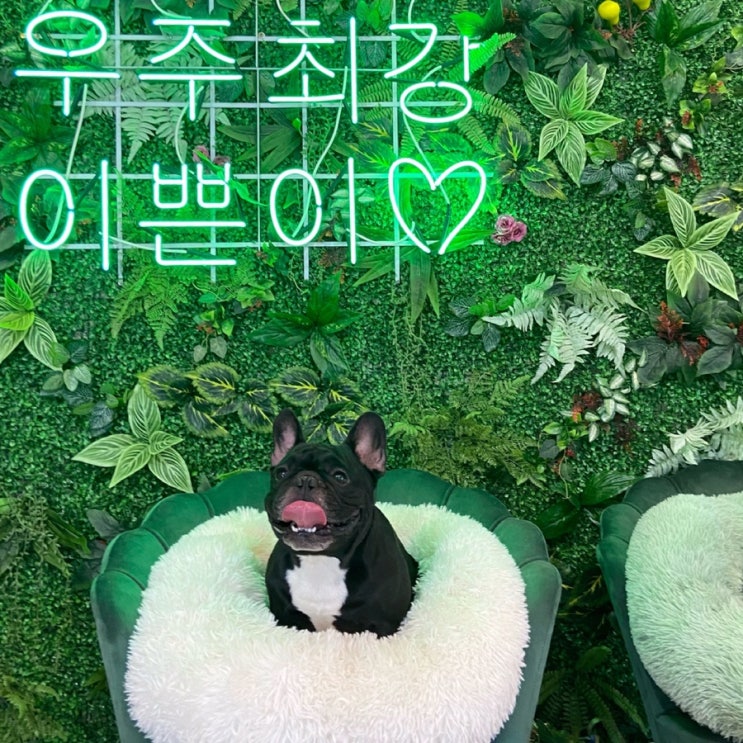  울산 레스트펫 애견카페 방문