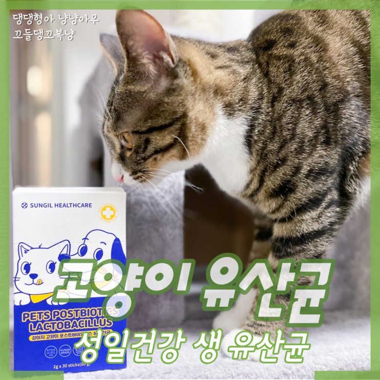  애견 고양이유산균 성일건강 포스트바이오틱스 구강관리도 해요
