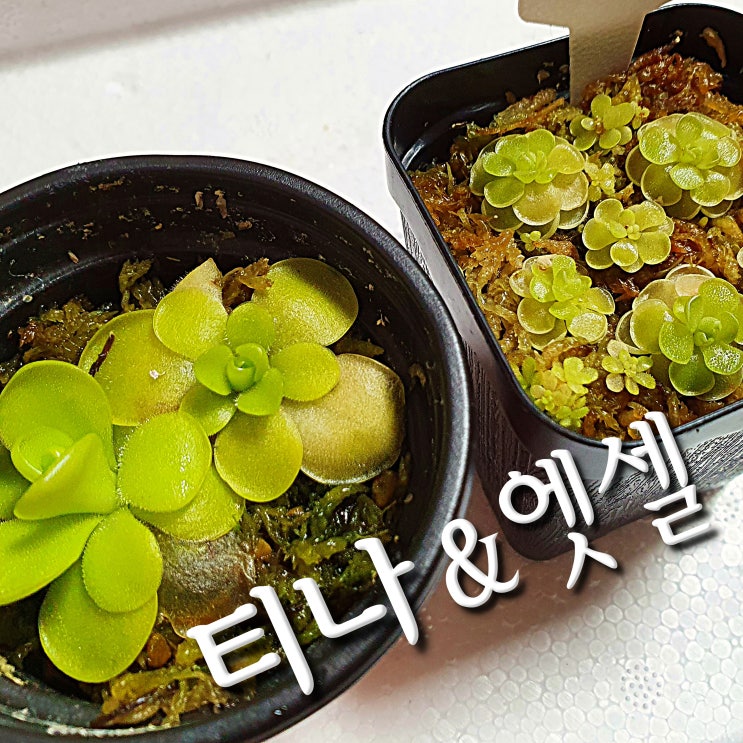  벌레잡이제비꽃 에셀리아나 티나, 우리 집 벌레를 부탁해(첨이모님표 식충식물 키우기)
