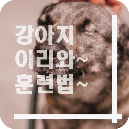  강아지 이리와~ 훈련법