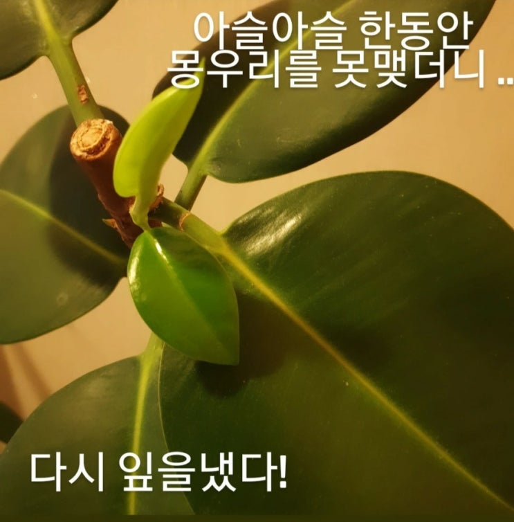  성장과 진통