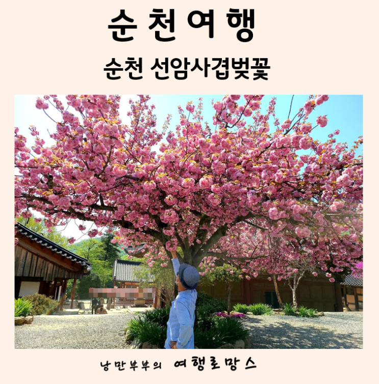  순천 겹벚꽃 명소는 어디?순천 선암사 겹벚꽃 만개하는날!