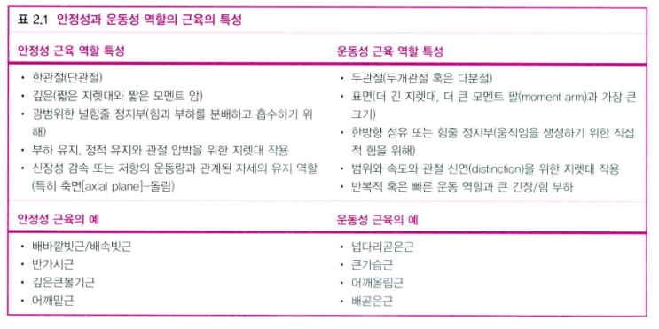  운동역학 수업 2nd / 근육의 기능 및 안정성 근육 과 운동성 근육