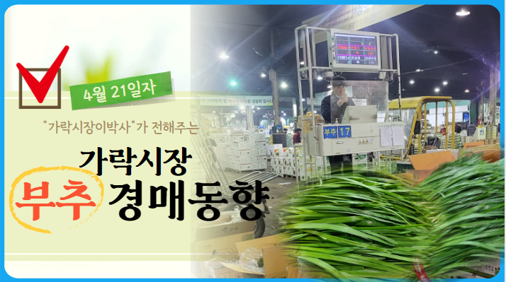  [경매사 일일보고] 가락시장 4월 21일자 "부추" 경매동향을 살펴보겠습니다!