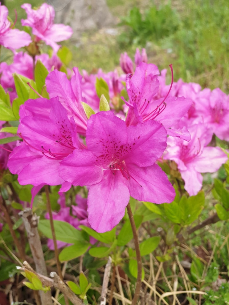  봄꽃 보고 힐링하세요^^