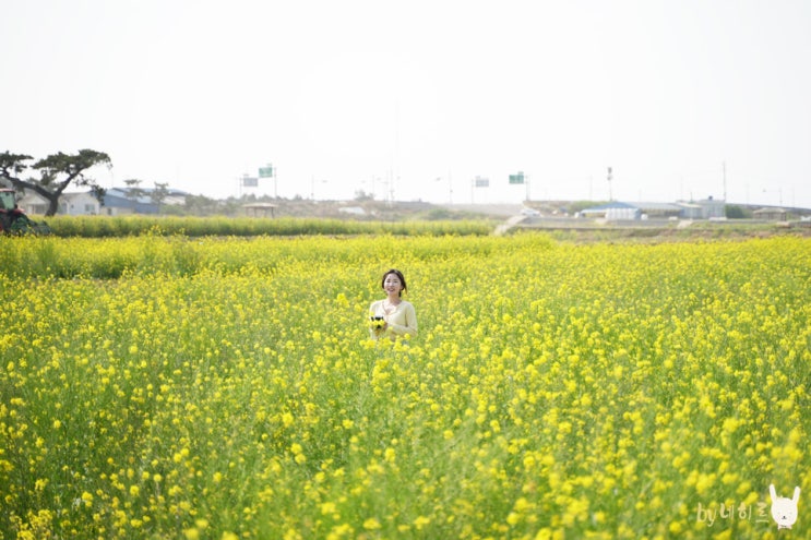 포항 호미곶 유채꽃 만발 포항 드라이브 코스