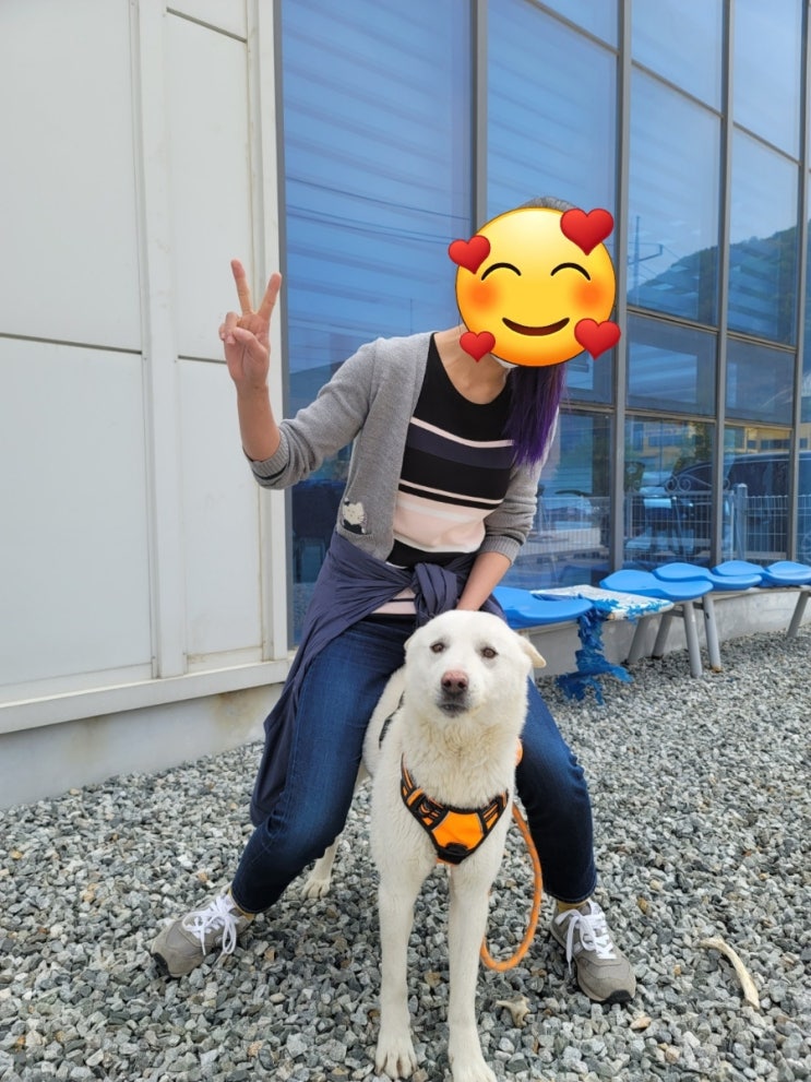  오늘 와이프랑 같이 놀아준 도비 진돌이