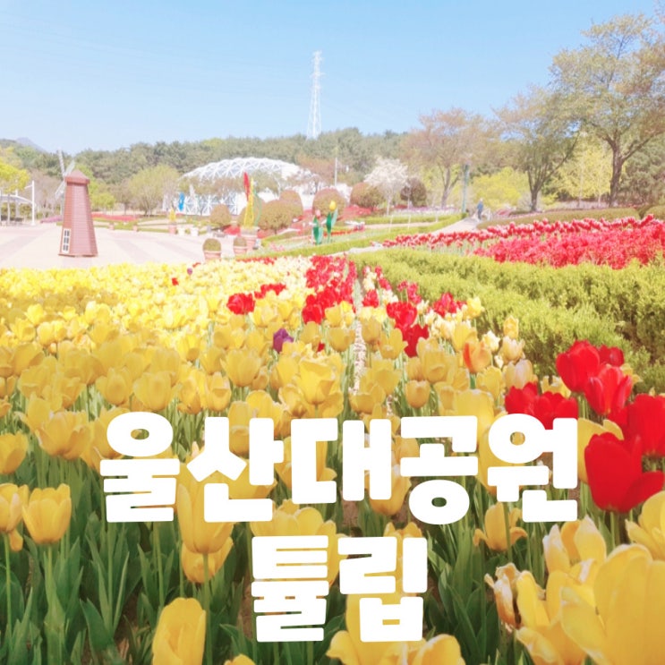  울산대공원 튤립이 말했다. 왜 이제야 왔냐고. 울산 아이들과 가볼 만한 곳 소개합니다.