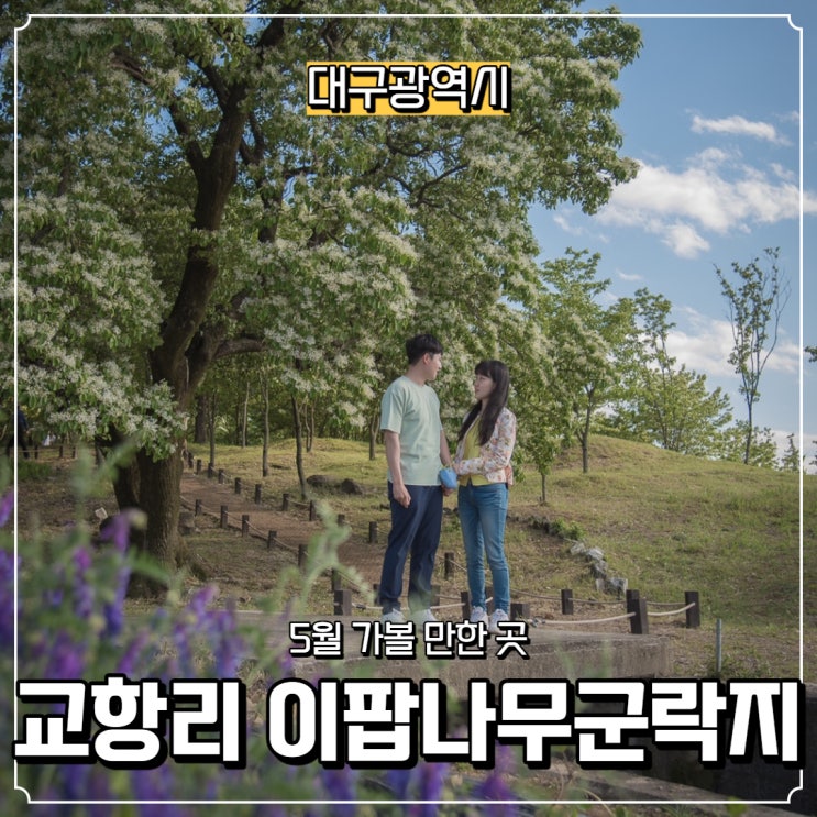  [대구광역시] 옥포 교항리 이팝나무 군락지, 5월 가볼 만한 곳
