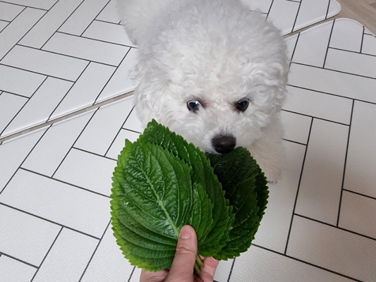  강아지 깻잎 먹어도 되나요? (독이될수 있는 쌈채소)