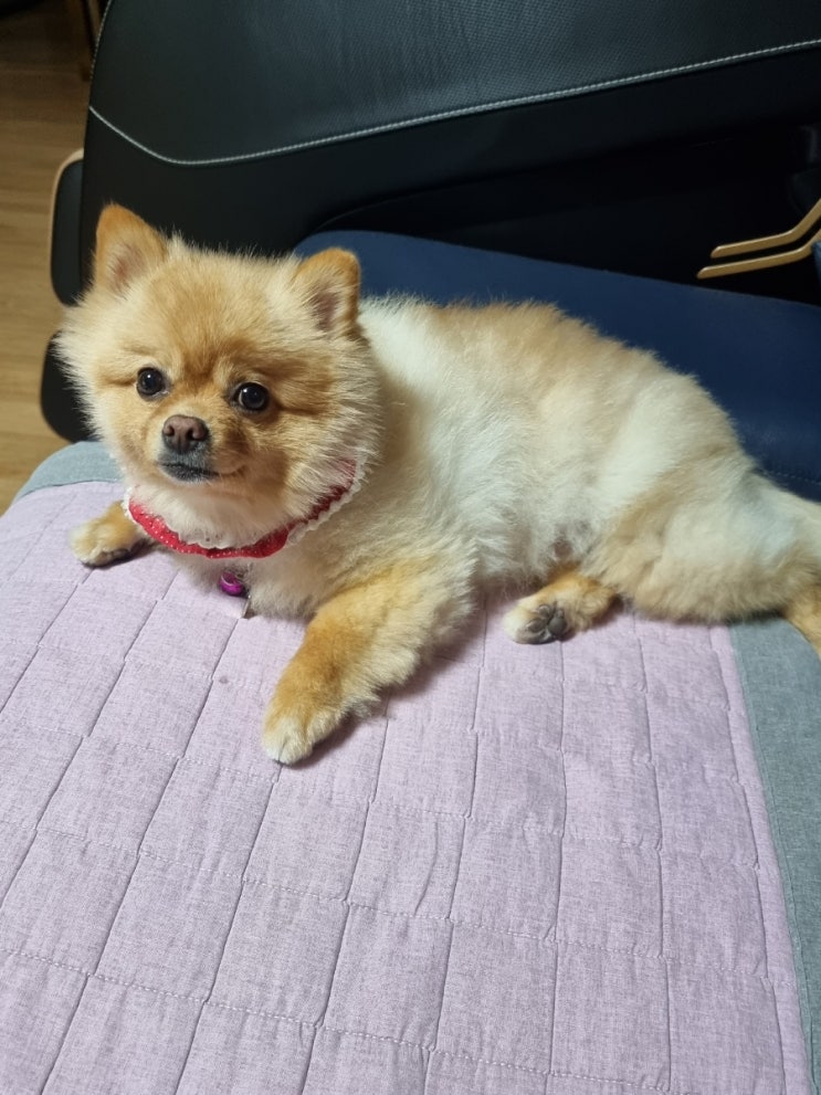  목욕 하고 뽀송해진 멈머 사랑쓰