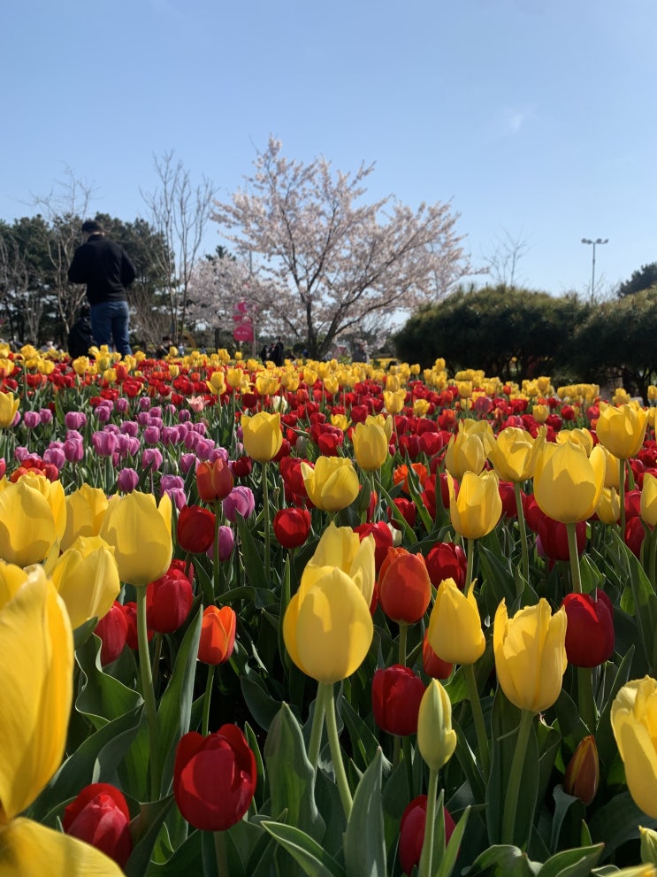 태안 세계튤립축제: 안면도 꽃박람회 꽃지해안공원 코리아플라워파크 다녀온후기 (애견동반가능)