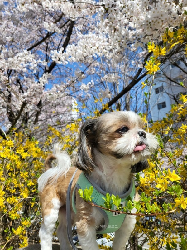 [일상] 봄봄봄 봄이 왔네요~