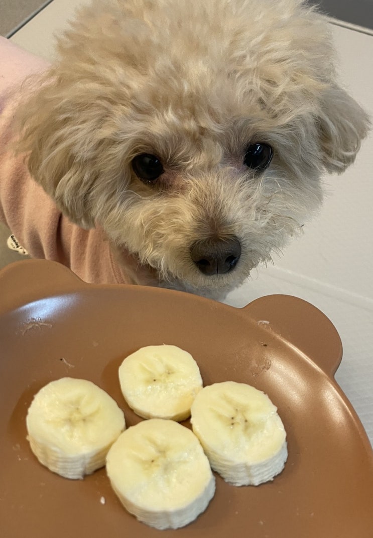 [반려견과일] 뽀야는 바나나를 좋아해 강아지바나나반려견바나나
