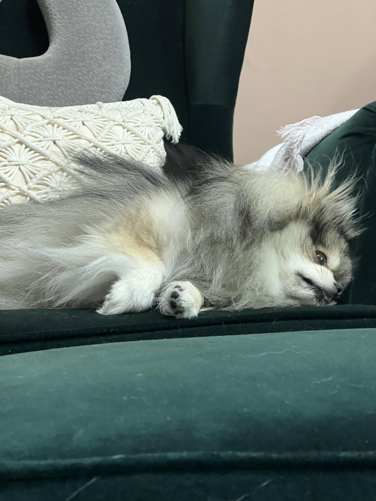  푹 퍼진 꾸꾸와 꾹꾹이하는 꾸꾸