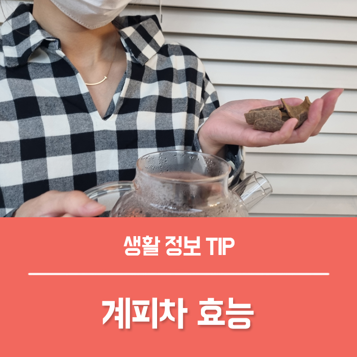  목감기 빨리 낫는법, 계피가루 계피차 효능, 기관지에 좋은 차 건강차 계피의효능