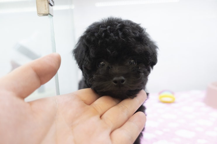  의정부 별내 블랙푸들분양 토이푸들분양 밤하늘에 별같은눈동자