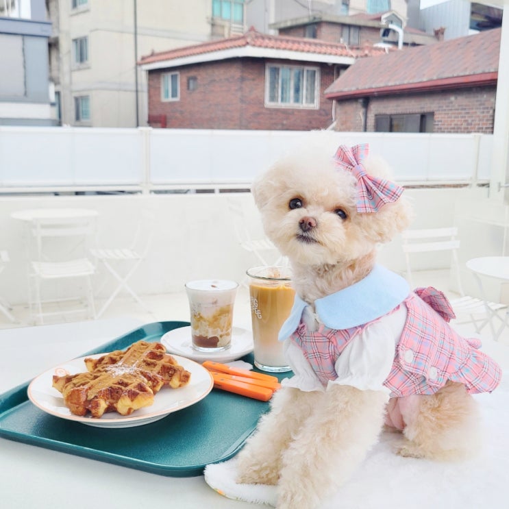  한남 이태원 카페 추천 :: 애견동반 가능 '한남베르그'