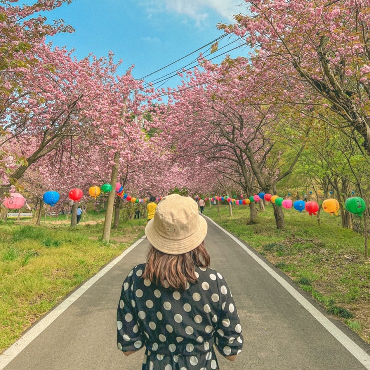  개심사 청벚꽃과 문수사 겹벚꽃 한번에 (+서산 용비지 소식추가)