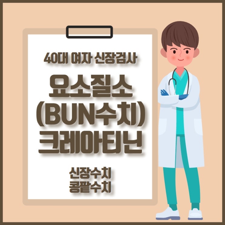  BUN수치 요소질소 혈청크레아티닌 40대여자 신장콩팥 수치