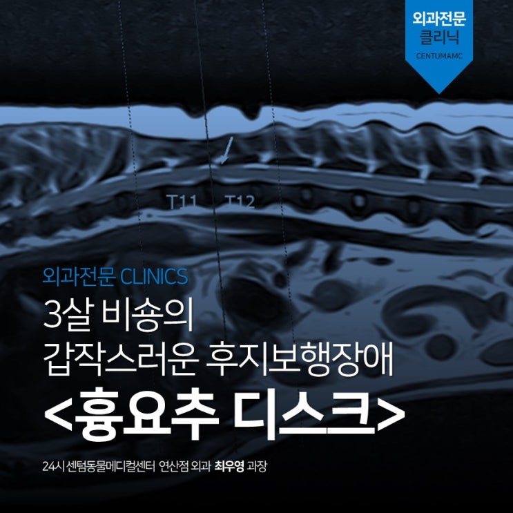 3살 비숑 &lt;흉요추 디스크&gt; Thoracolumbar IVDD, Hemilminectomy (부산 24시 센텀동물메디컬센터 연산점 강아지 디스크 병원)