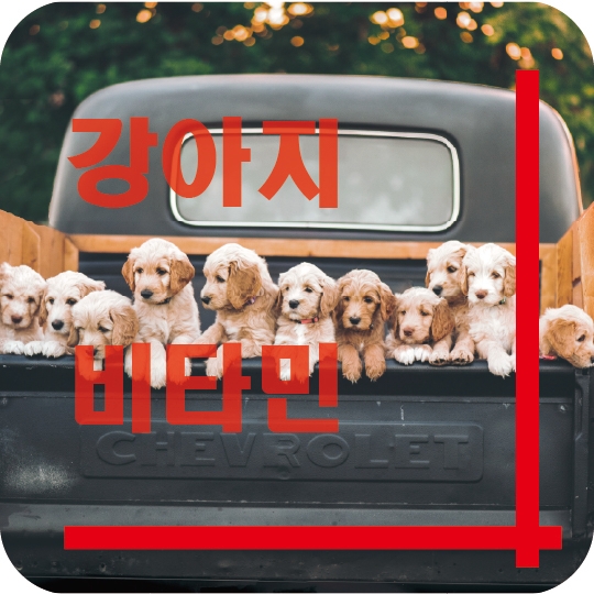  강아지 비타민 종류