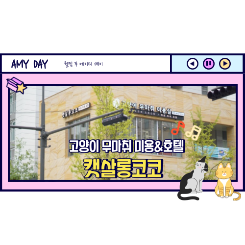 [시흥] 고양이 무마취 미용&고양이 호텔&스파 '캣살롱코코'