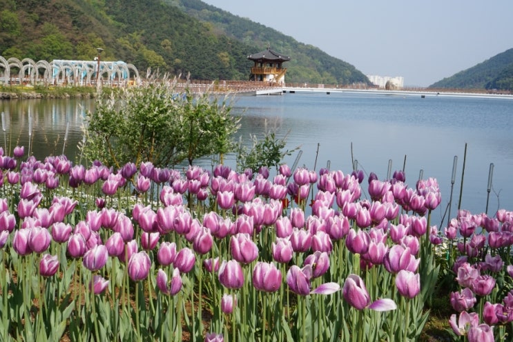  대구 꽃구경 송해공원 튤립 예쁘다!