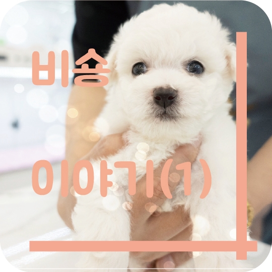  비숑 이야기(1)