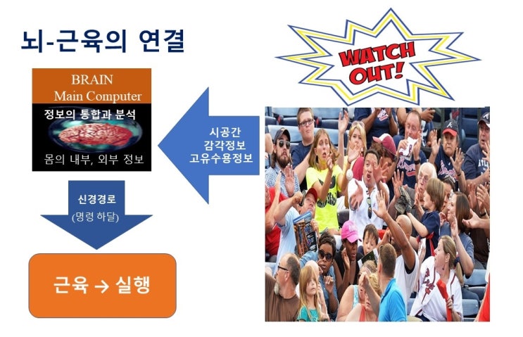  운동신경의 발달과 놀이