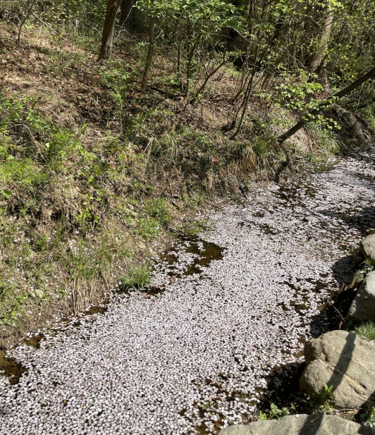 꽃바람 휘날리는 깊어진 어느 봄날 리트리버 밤 남산 산책