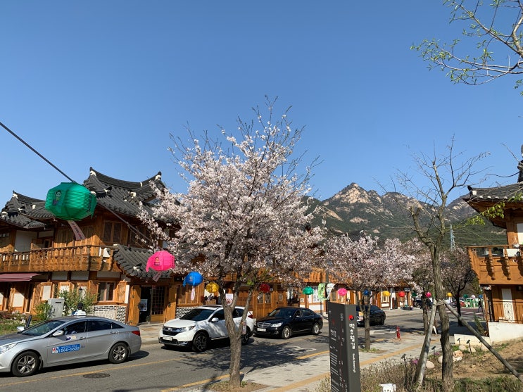 은평한옥마을 벚꽃 엔딩 다녀왔어요! 주차장 은평둘레길 코스 소개 은평한옥마을 벚꽃 엔딩 다녀왔어요! 주차장 은평둘레길 코스 소개