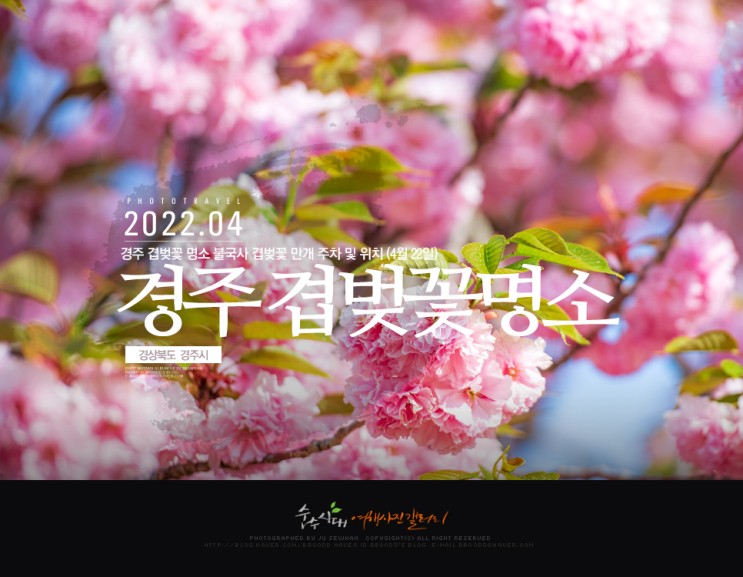 경주 불국사 겹벚꽃 명소 주차 및 위치 (4월 22일)