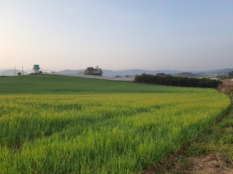 모란동백 모란동백