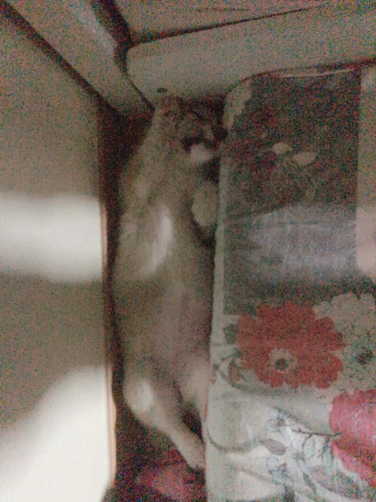  우리집 웰시코기 하루를 소개합니다 !!