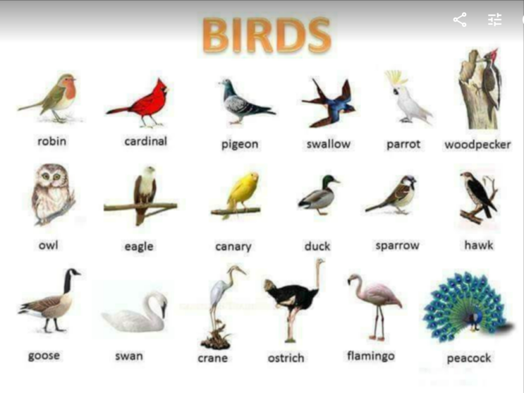  [영어] 새(Bird)와 관련된 어휘