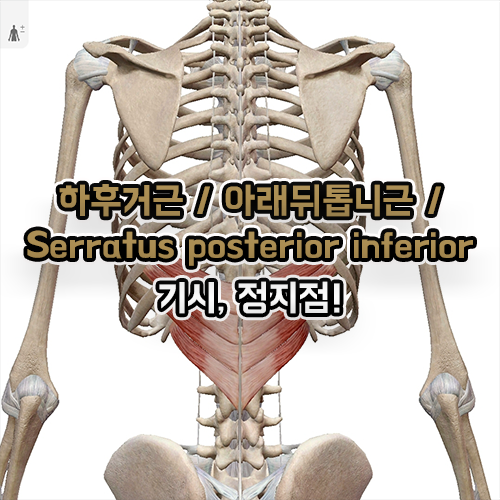 하후거근 아래뒤톱니근 Serratus posterior inferior 기시 정지점!