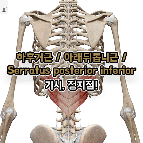  하후거근 아래뒤톱니근 Serratus posterior inferior 기시 정지점!