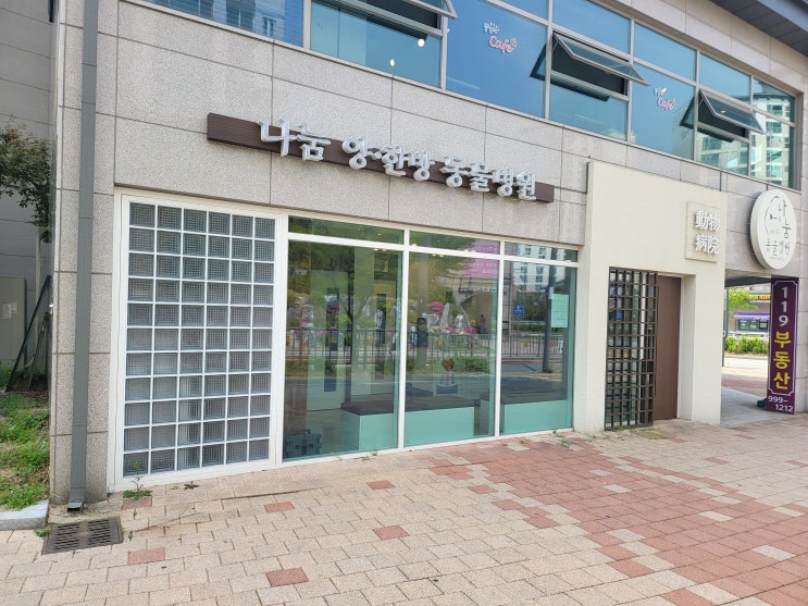  세종시동물병원 추천, 나눔양한방동물병원. 고양이 종양, 고양이 암, 고양이 악성종양