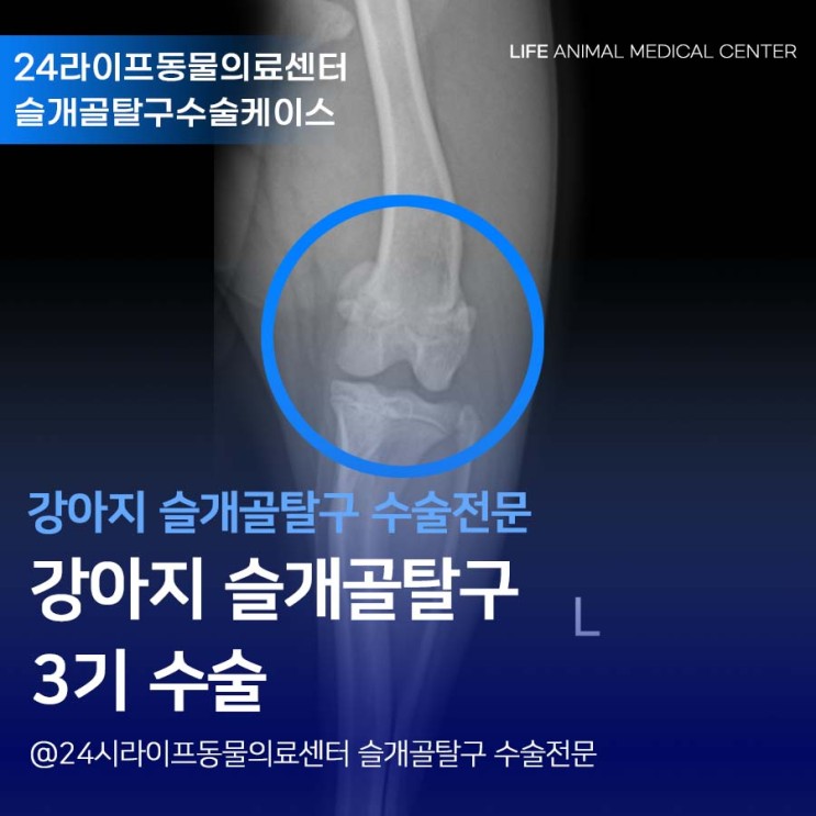 대구 강아지 슬개골탈구수술 전문 : 24시라이프동물의료센터 비숑 슬개골탈구 3기 수술