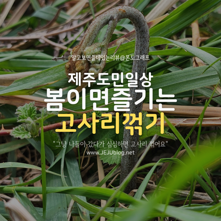  제주도 고사리철 나들이 가서 고사리 꺾어오는 제주도민의 일상!