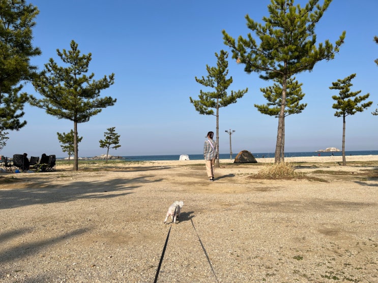  대한민국숙박대전 애견동반 / 강원도고성여행 속초 고성 오션투유리조트 다녀왔어요!
