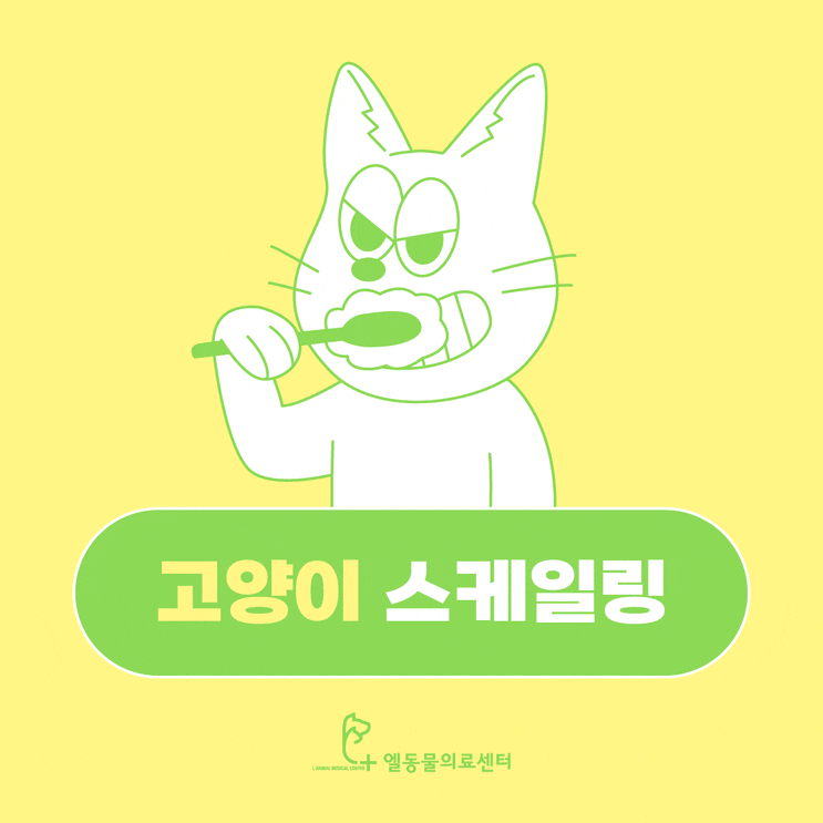 사상 고양이 스케일링 감전동 동물병원 엘동물의료센터